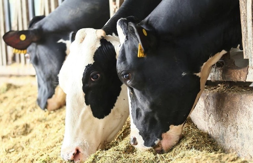 Khám phá bữa ăn với hàng chục nguyên liệu khoái khẩu của bò sữa TH true MILK