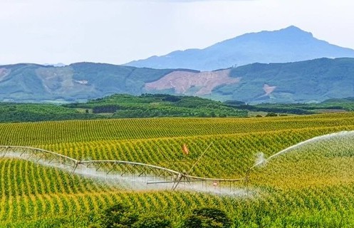 Bức tranh thiên nhiên ngút tầm mắt chỉ có ở nơi sản xuất sữa tươi sạch TH true MILK