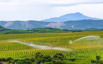 Bức tranh thiên nhiên ngút tầm mắt chỉ có ở nơi sản xuất sữa tươi sạch TH true MILK