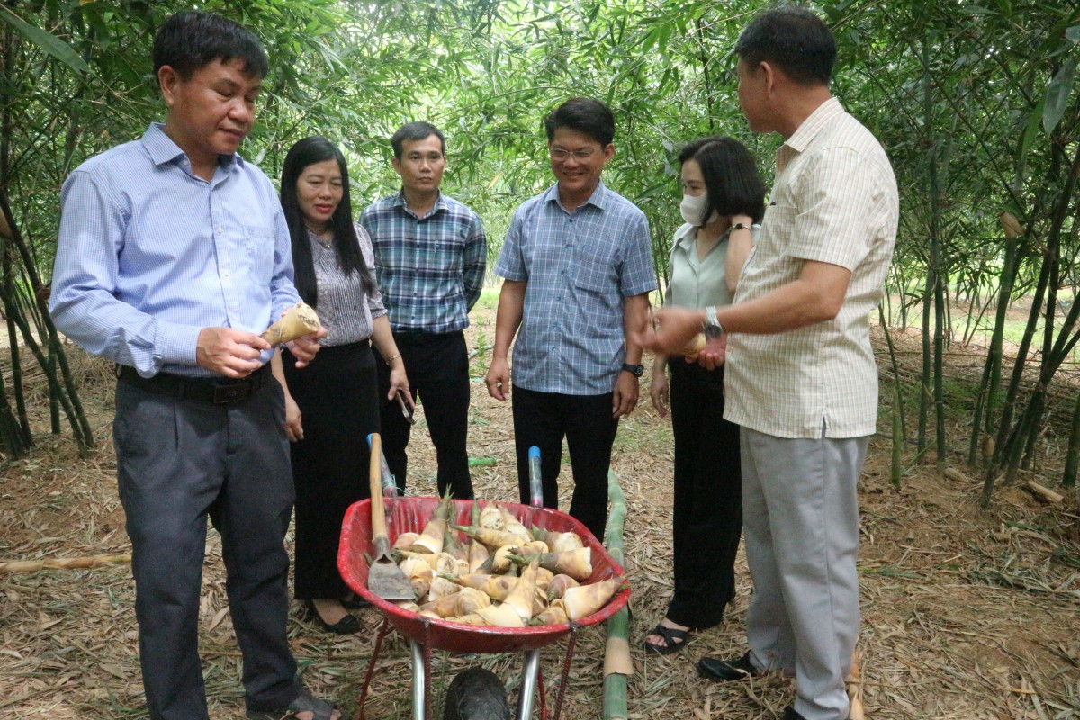 Măng Lục trúc Bamovina Đức Thành đạt chứng nhận sản phẩm hữu cơ Việt Nam