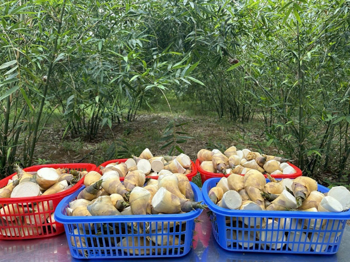 Măng Lục trúc Bamovina Đức Thành đạt chứng nhận sản phẩm hữu cơ Việt Nam