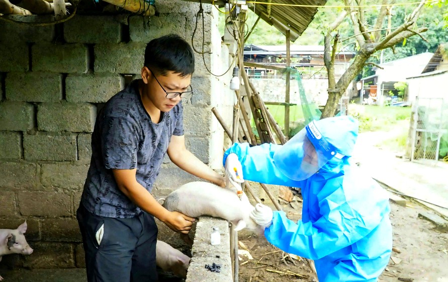 Cao Bằng: Dịch tả lợn Châu Phi từng bước được kiểm soát