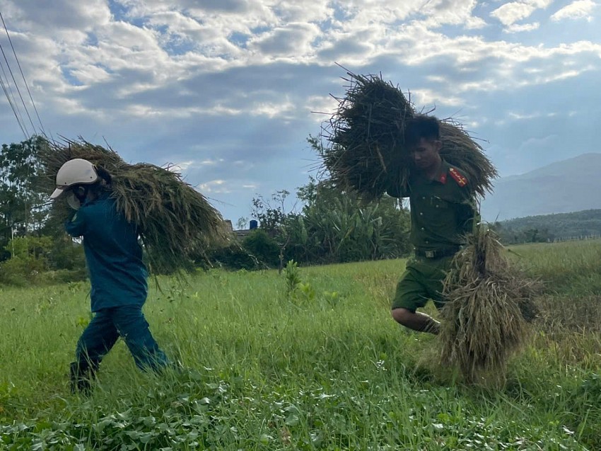 Lực lượng Công an Thanh Hóa giúp bà con khẩn trương thu hoạch mùa màng để tránh bão. 
