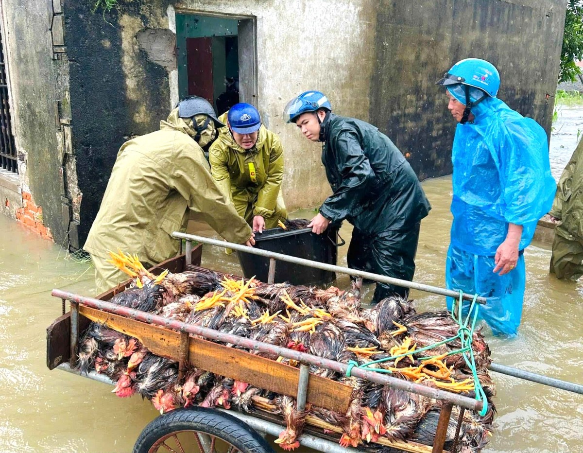 Nghệ An: Gần 20.000 căn nhà bị tốc mái, hư hỏng, hàng nghìn héc ta lúa, hoa màu bị thiệt hại