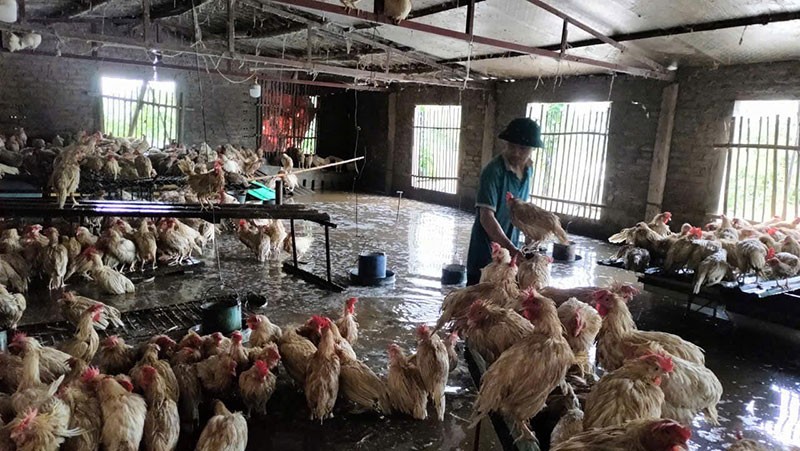 Khắc phục hậu quả mưa bão trong lĩnh vực chăn nuôi: Bài toán cấp thiết của nông nghiệp Việt Nam