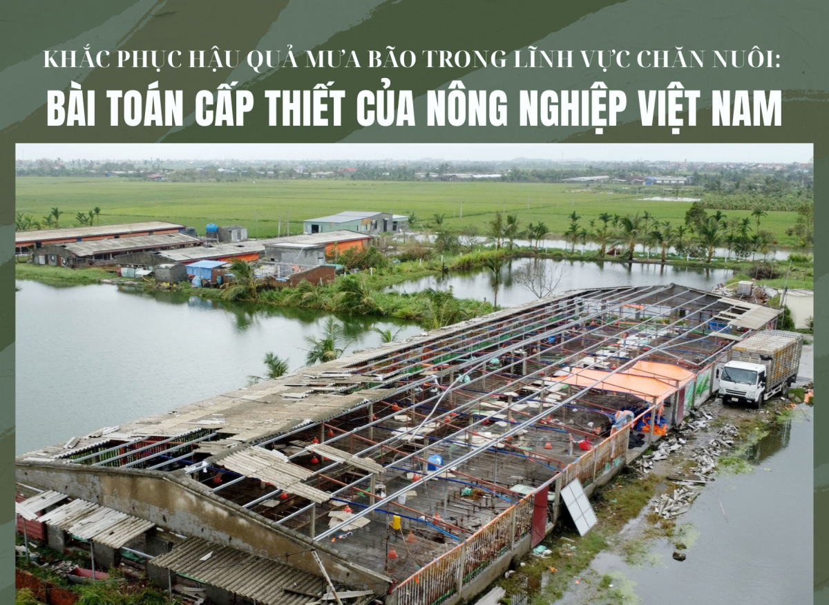 Khắc phục hậu quả mưa bão trong lĩnh vực chăn nuôi: Bài toán cấp thiết của nông nghiệp Việt Nam