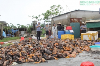 Bão số 10 khiến hơn 300.000 gia súc, gia cầm ở Nghệ An bị chết