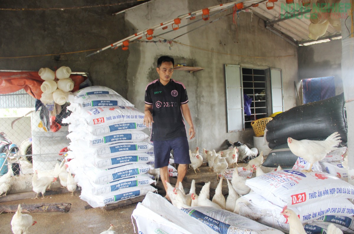 Vợ chồng nông dân Nghệ An nhói lòng khi hàng nghìn con gà bị chết do mưa lũ