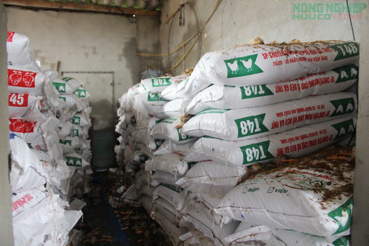 Vợ chồng nông dân Nghệ An nhói lòng khi hàng nghìn con gà bị chết do mưa lũ