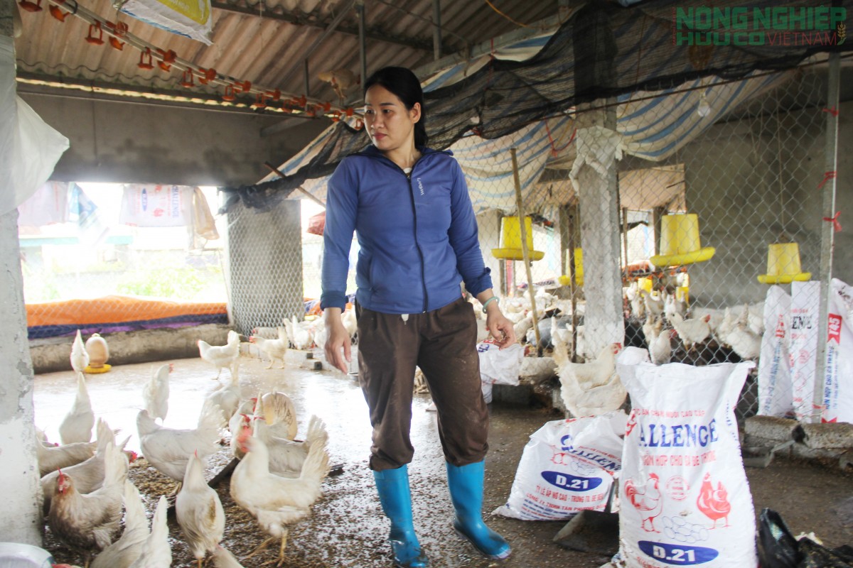 Nghệ An yêu cầu các địa phương chủ động phòng chống rét cho đàn vật nuôi