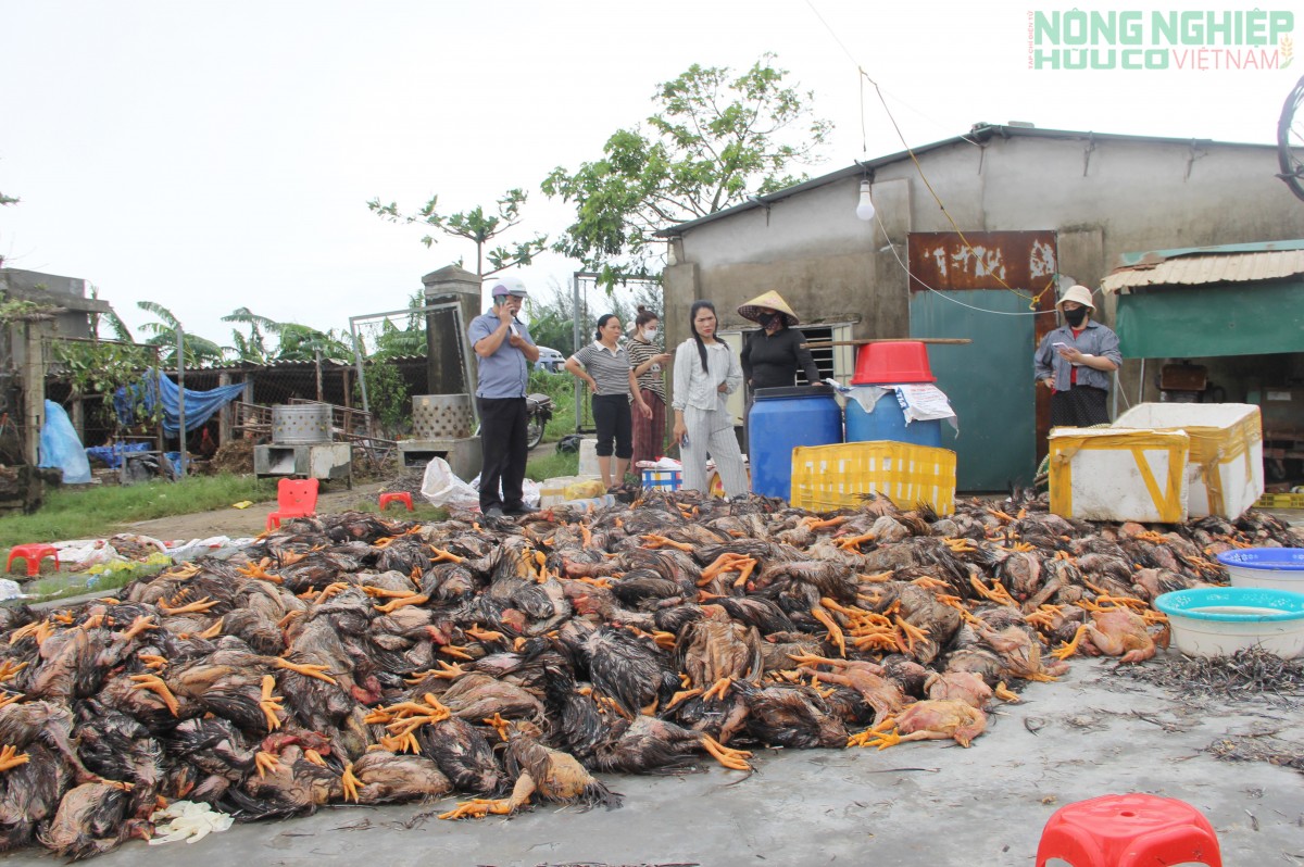 Vợ chồng nông dân Nghệ An nhói lòng khi hàng nghìn con gà bị chết do mưa lũ