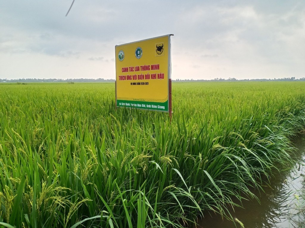 GS.TS U90 dành cả đời “ra đồng” để phát triển cây lúa và phân bón