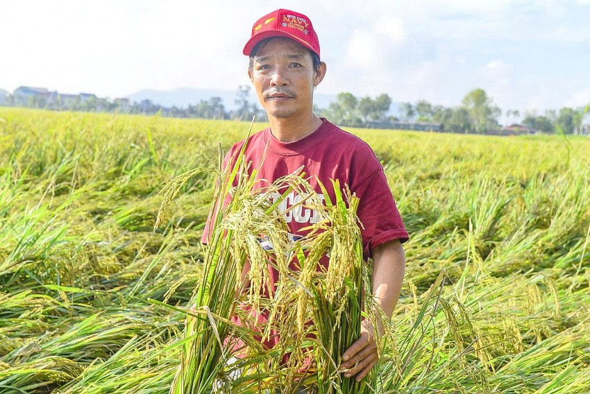 anh Hùng cho biết: lúa gặt được bán không đủ tiền trả máy gặt khi sản lượng giảm đến hơn 70%.