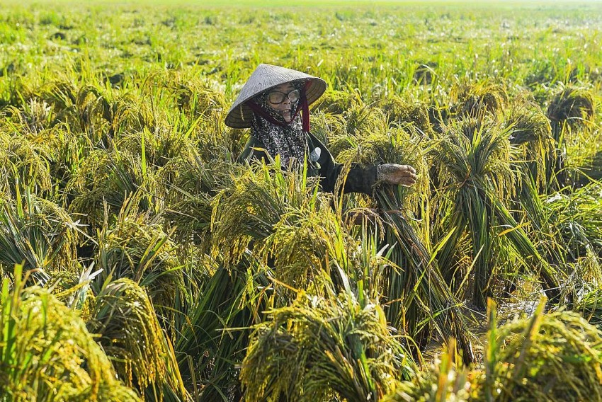 Bà Duyên dậy từ sáng sớm ra đồng bó lúa nhằm vớt vát những hạt lúa cuối cùng sau trận mưa bão.