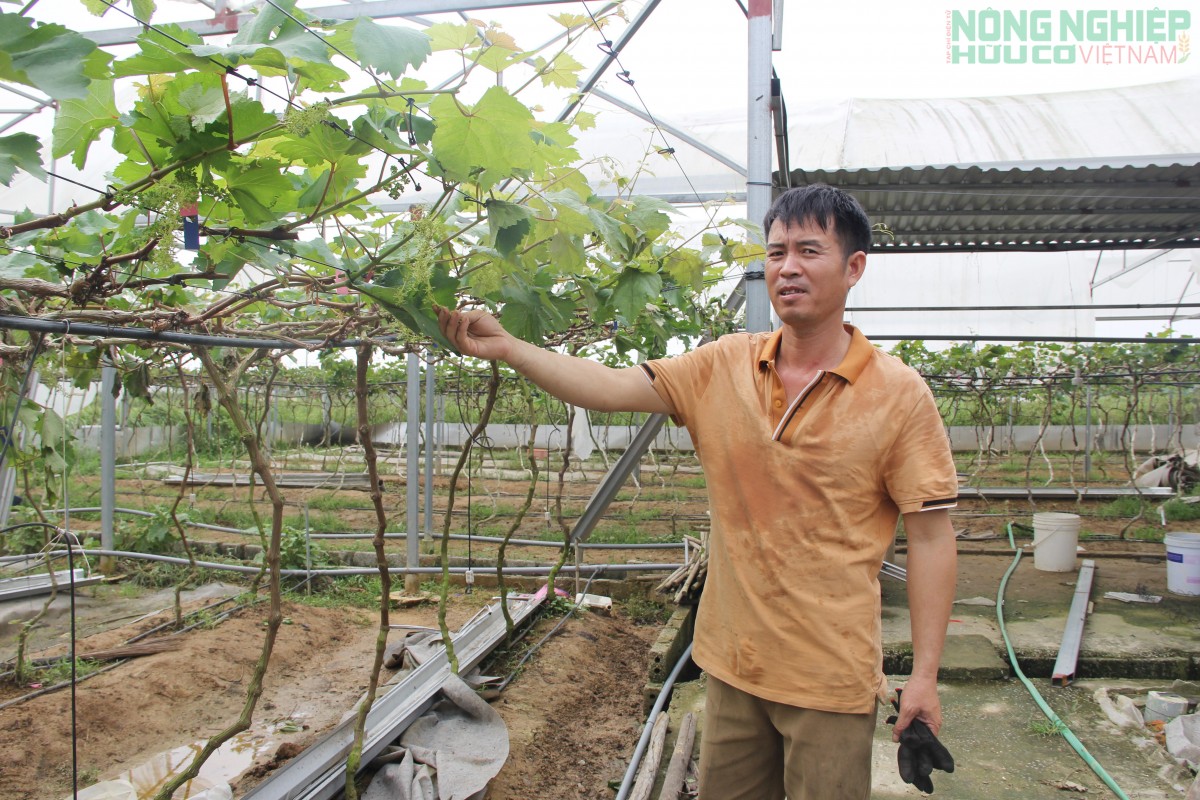Bão số 10 “đánh sập” hơn 60 nhà lưới, nhà màng ở Nghệ An, nhiều nông dân trắng tay