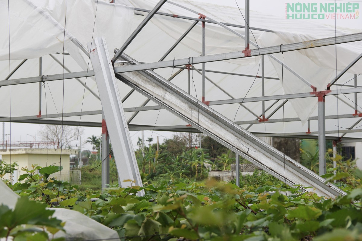 Bão số 10 “đánh sập” hơn 60 nhà lưới, nhà màng ở Nghệ An, nhiều nông dân trắng tay