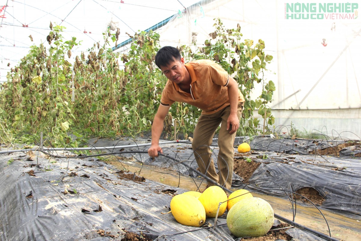Bão số 10 “đánh sập” hơn 60 nhà lưới, nhà màng ở Nghệ An, nhiều nông dân trắng tay