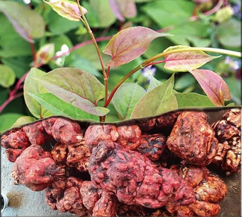 Thu hồi toàn quốc lô Hà thủ ô đỏ chế vi phạm chất lượng