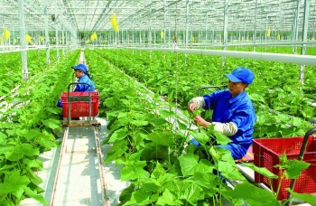 Vai trò then chốt của cơ quan khuyến nông đối với sự nghiệp phát triển nông nghiệp hữu cơ