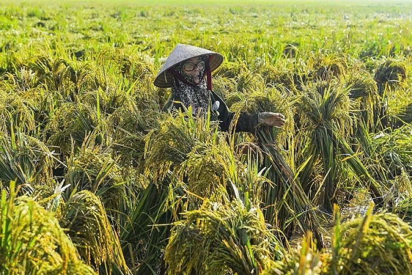 Bão lũ qua đi, nước mắt ở lại: Giải pháp nào cho người nông dân?