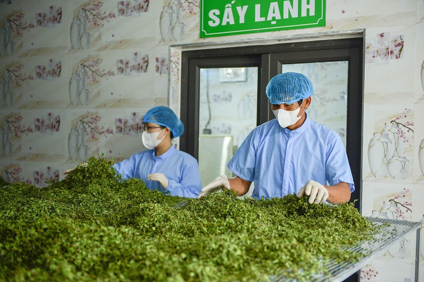 Rau má sẽ được tiệt trùng bằng tia UV trước khi đưa vào kho sấy lạnh. 