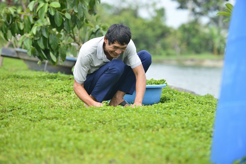 Hàng ngày ông Ngọc cùng các công nhân sẽ tiế hành thu hoạch rau má.