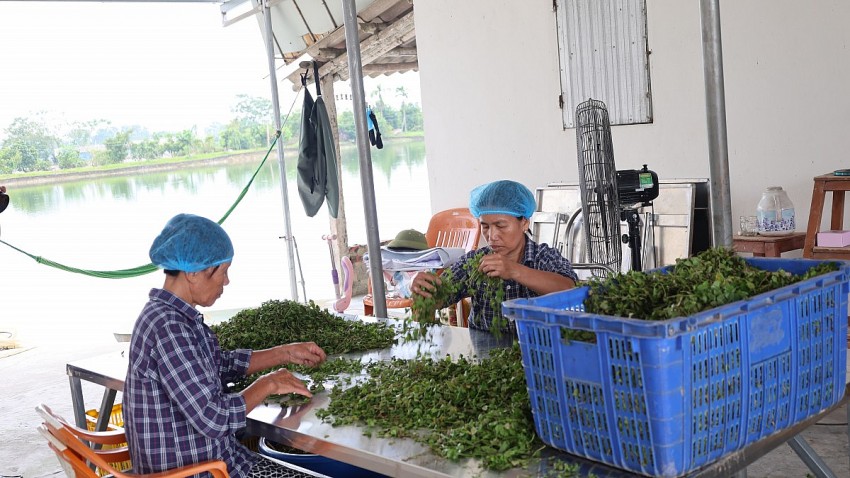 Sau đấy công nhân sẽ phân loại, chọn lọc các loại rau bị hỏng bỏ đi, rau đạt tiêu chuẩn sẽ được rửa sạch sẽ trước khi cho vào lò sấy. 