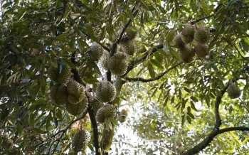 Lâm Đồng: Xã Đức Lập bứt phá phát triển nông nghiệp công nghệ cao