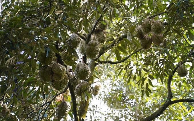 Lâm Đồng: Xã Đức Lập bứt phá phát triển nông nghiệp công nghệ cao