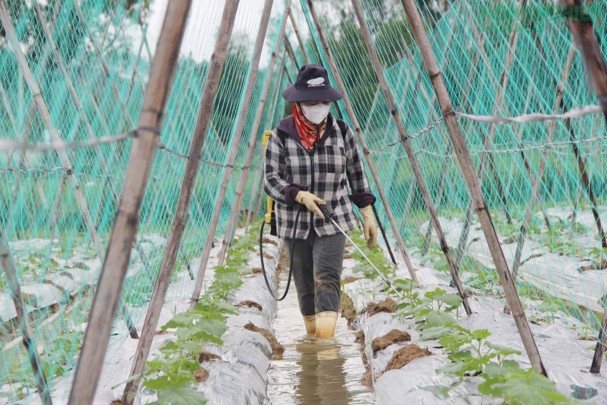 Nghệ An tăng cường chỉ đạo, sản xuất vụ Đông 2025