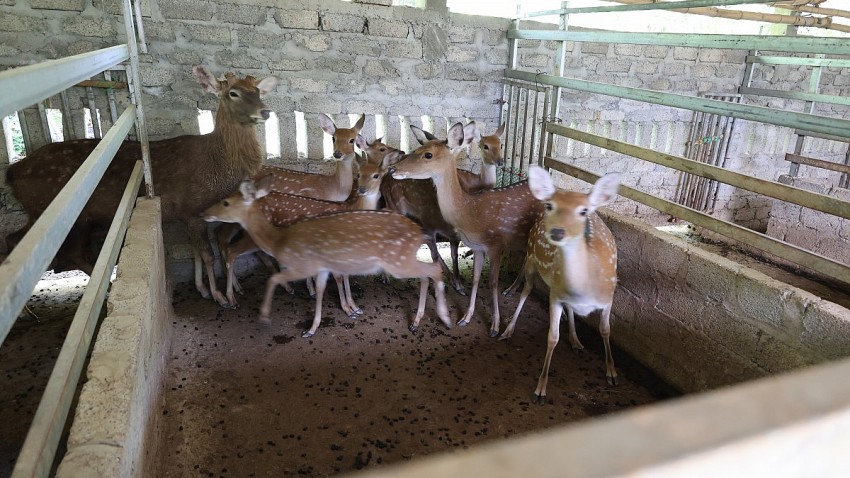 Mô hình nuôi huơu lấy nhung đang giúp cho gia đình ông Thuyên vươn lên làm giàu. 