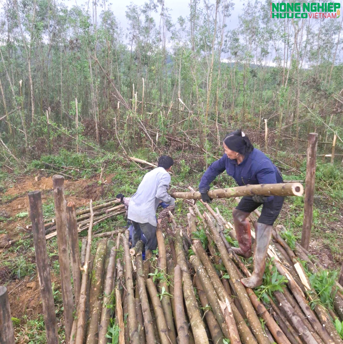 Xót xa những cánh rừng keo nguyên liệu “bay” theo gió bão