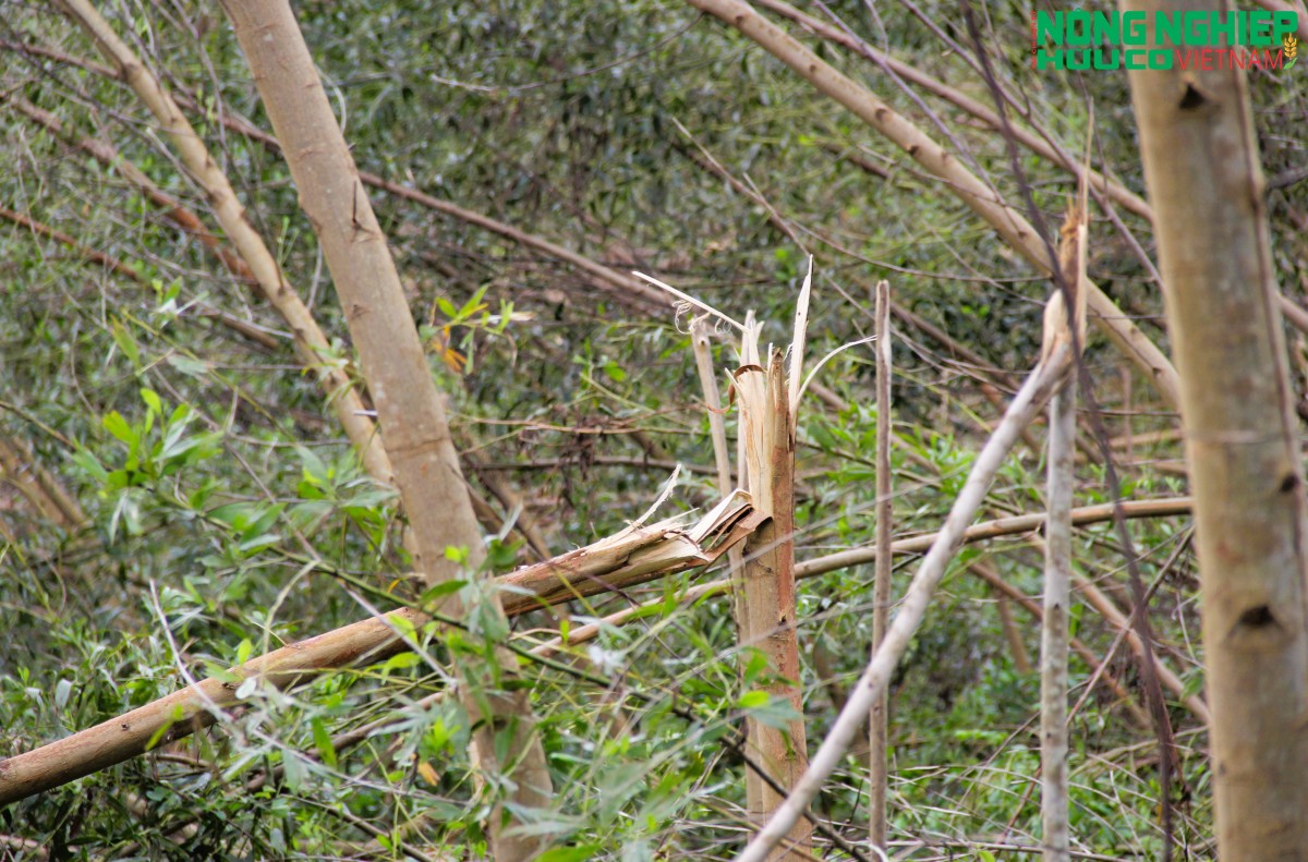 Giám đốc Sở NN&MT Nghệ An: “Hỗ trợ trồng rừng mới sau bão cho người dân”