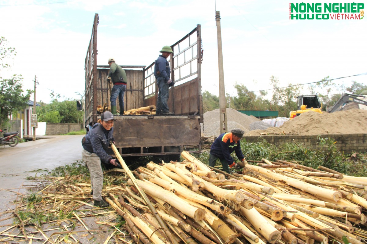 Xót xa những cánh rừng keo nguyên liệu “bay” theo gió bão
