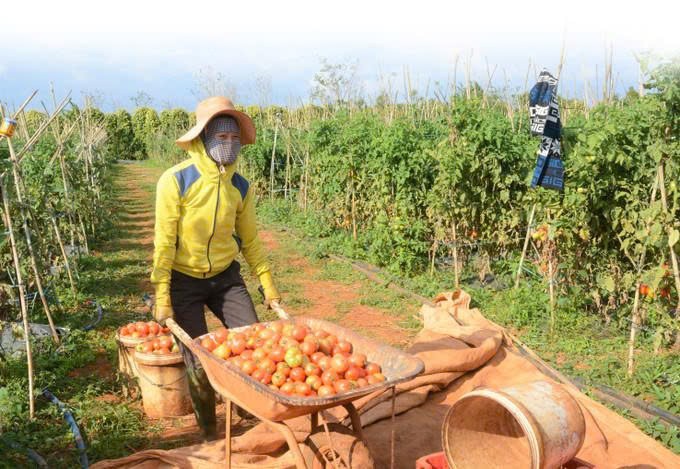 Lâm Đồng: Xã Thuận Hạnh hướng đến phát triển nông nghiệp xanh và bền vững