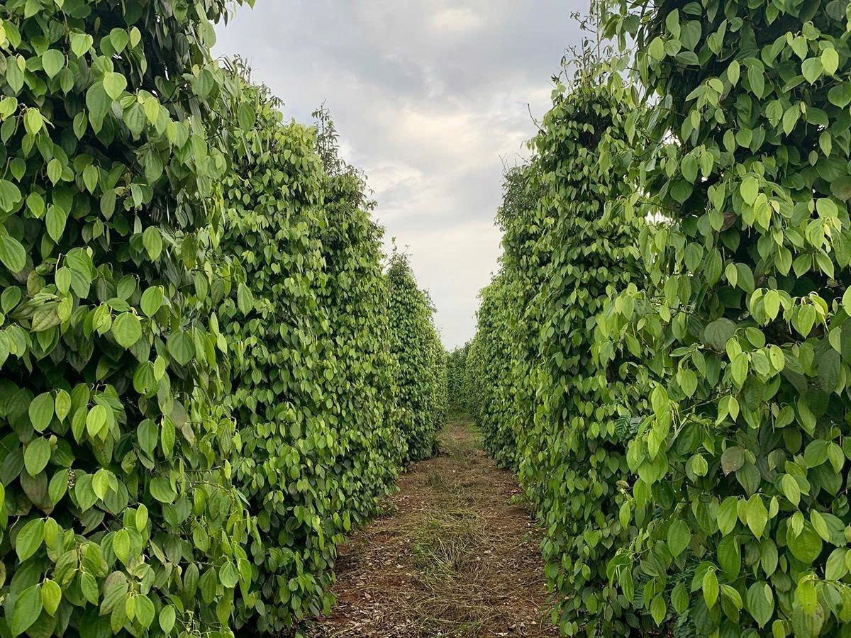 Phát huy vai trò chủ thể của nông dân trong phát triển nông nghiệp bền vững