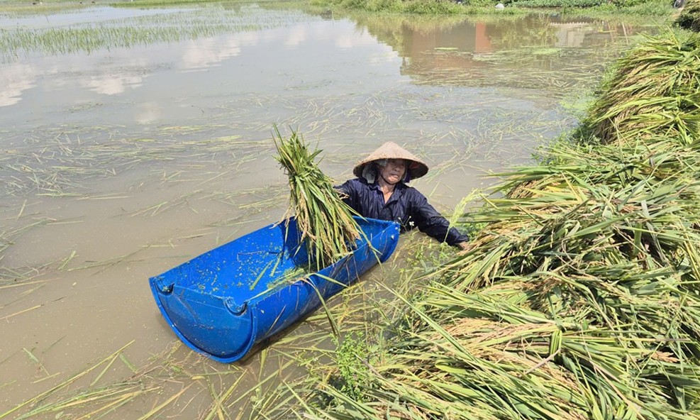 Bắc Ninh: Nhiều hoa màu bị thiệt hại nặng do ảnh hưởng bão số 11