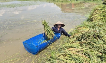 Bắc Ninh: Nhiều hoa màu bị thiệt hại nặng do ảnh hưởng bão số 11