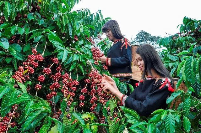 Bứt phá nông nghiệp Đắk Lắk – Động lực từ nền tảng bền vững