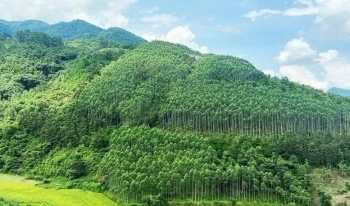Gia Lai thành lập Ban Chỉ đạo Chương trình phát triển lâm nghiệp bền vững giai đoạn 2021 – 2025