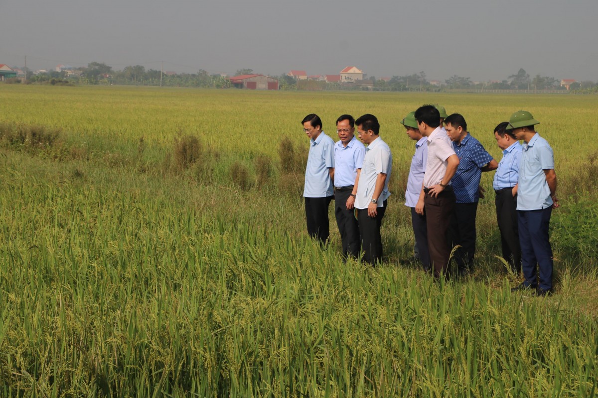 Ninh Bình: Lãnh đạo tỉnh kiểm tra tình hình sản xuất vụ Mùa và triển khai sản xuất vụ Đông Xuân