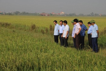 Ninh Bình: Lãnh đạo tỉnh kiểm tra tình hình sản xuất vụ Mùa và triển khai sản xuất vụ Đông Xuân