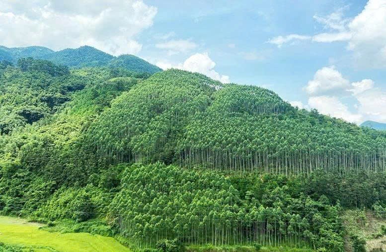 Gia Lai thành lập Ban Chỉ đạo Chương trình phát triển lâm nghiệp bền vững giai đoạn 2021 – 2025