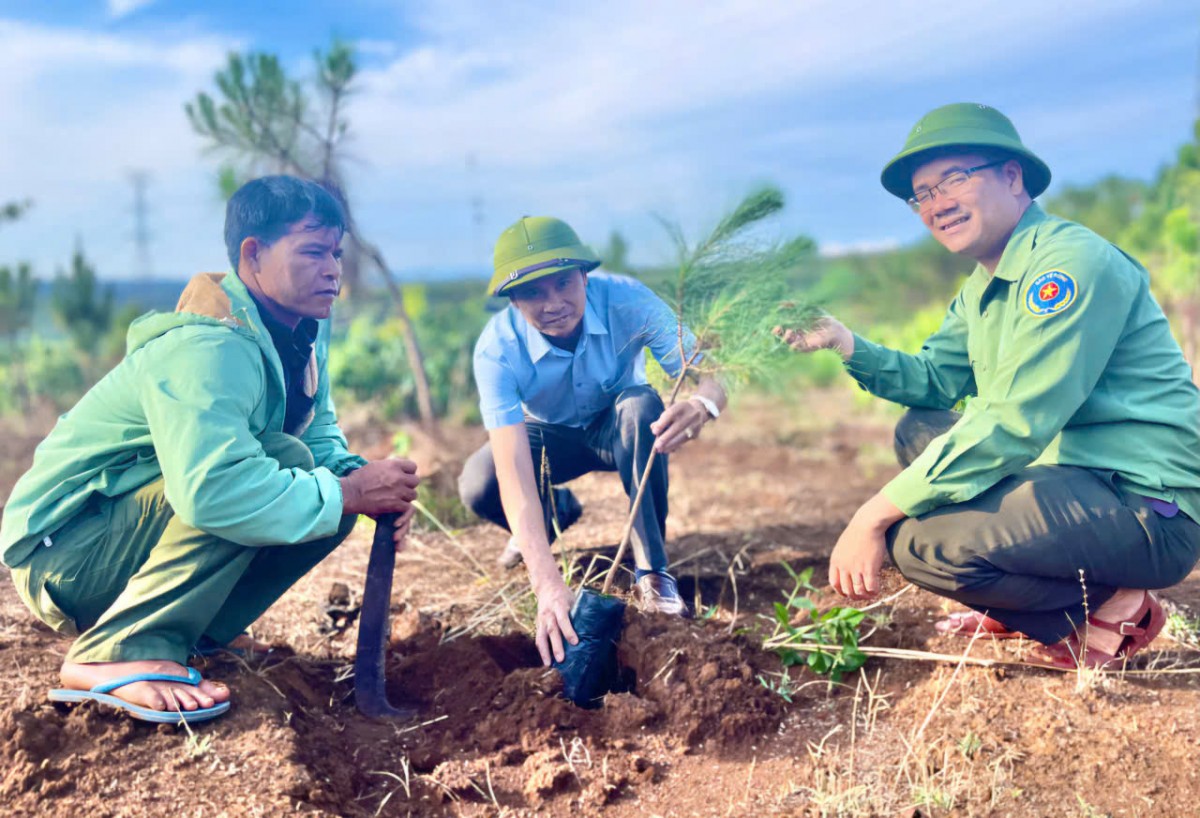 Gia Lai: Tăng tốc trồng rừng, hướng tới mục tiêu hơn 16.000 ha trong năm 2025