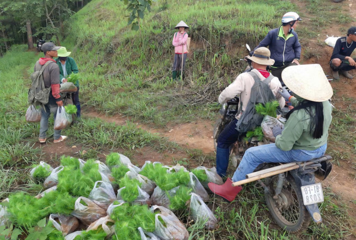 Gia Lai: Tăng tốc trồng rừng, hướng tới mục tiêu hơn 16.000 ha trong năm 2025