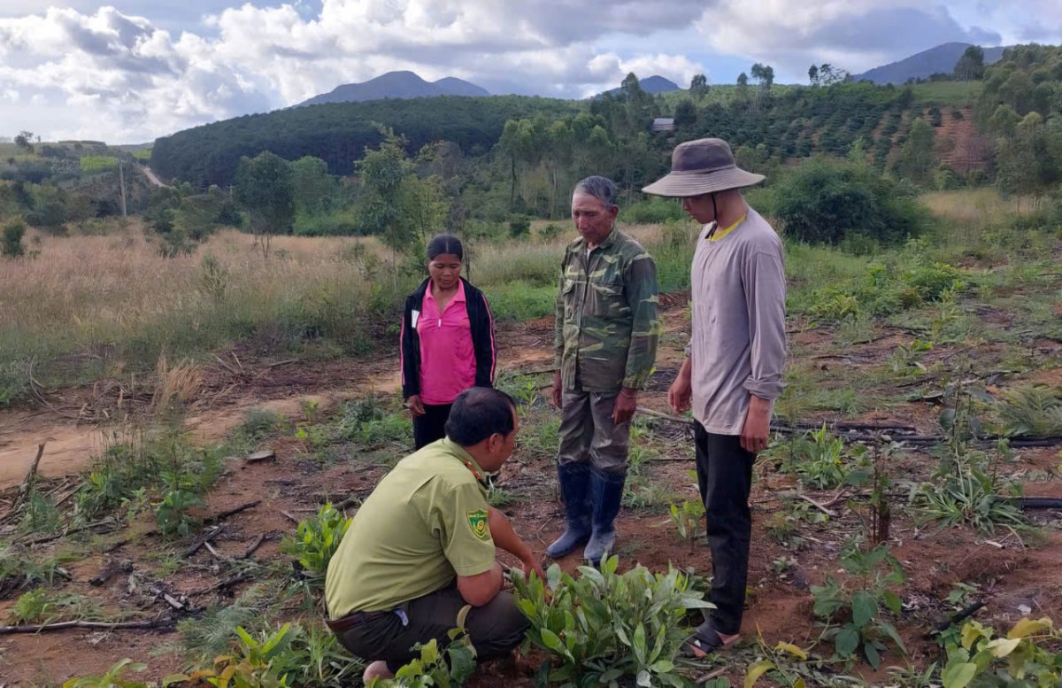 Gia Lai: Tăng tốc trồng rừng, hướng tới mục tiêu hơn 16.000 ha trong năm 2025