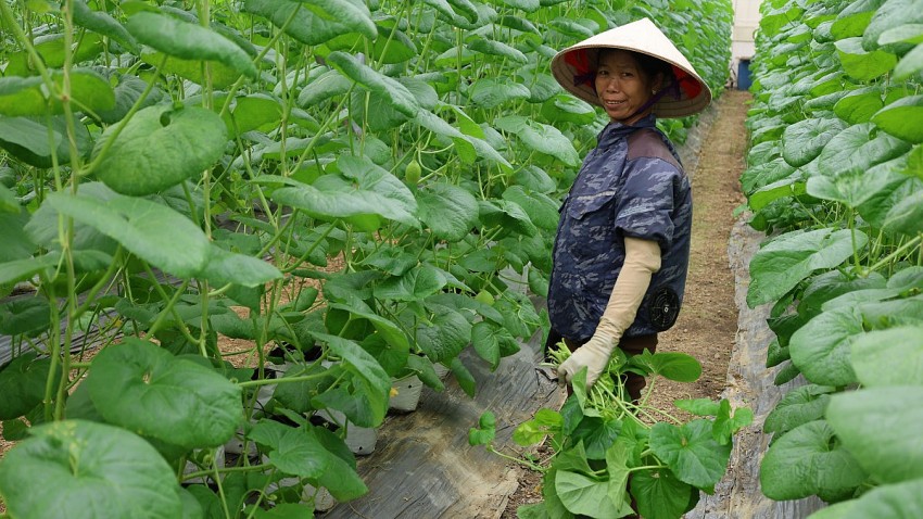 Nông dân xã Thiệu Hóa đang có thu nhập ổn định từ việc chuyển đổi mô hình sản xuất nông nghiệp công nghệ cao. 