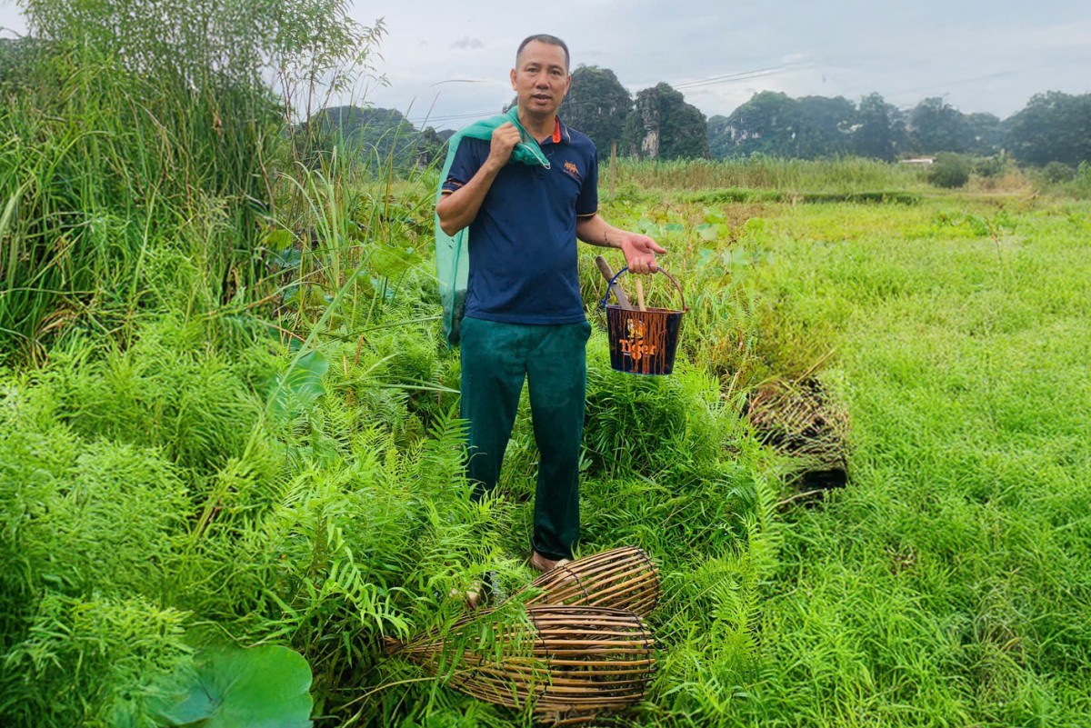 Mùa đánh đó cá rô Tổng Trường - hồn quê trong mỗi mẻ cá
