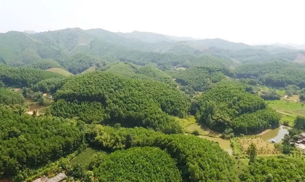 Lâm Đồng: Đôn đốc kế hoạch giao rừng, cho thuê rừng và chuyển mục đích sử dụng rừng