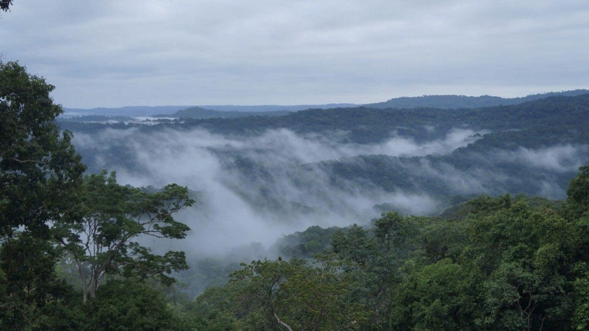 Triển khai đồng bộ Quy hoạch lâm nghiệp quốc gia giai đoạn 2021–2030